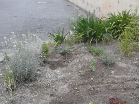 Cantinho das plantas aromáticas e medicinais